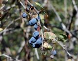 Berberis sphaerocarpa