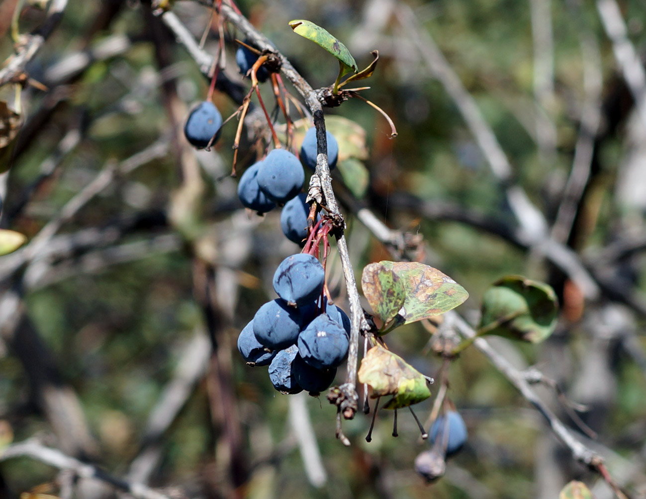 Image of Berberis sphaerocarpa specimen.