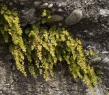 Adiantum capillus-veneris. Вегетирующие растения осенью. Абхазия, Гудаутский р-н, Мюссерские скалы у побережья, на конгломератах. 30.10.2007.