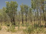 род Acacia. Взрослые деревья и молодая поросль. Австралия, северный Квинсленд, возле трассы National Highway 1 (Gulf Developmental Rd.) в окр. г. Нормантон. Конец сухого сезона (сезон gurreng). 09.10.2009.