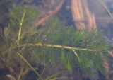 Myriophyllum sibiricum