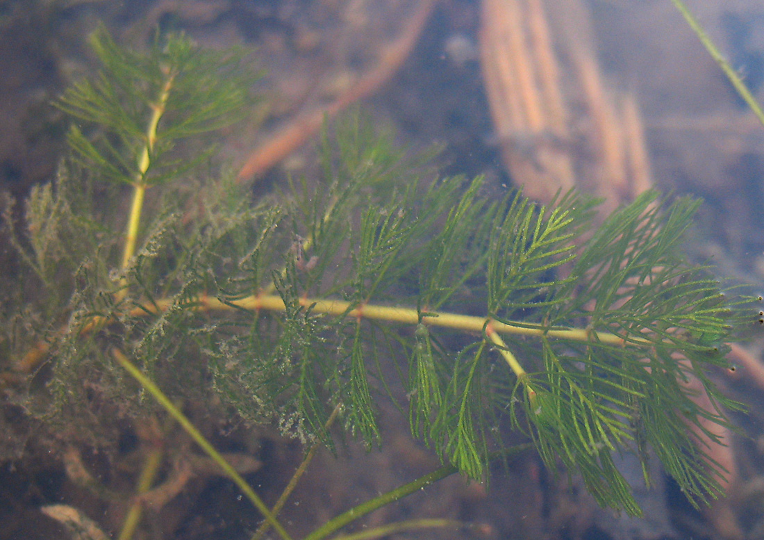 Изображение особи Myriophyllum sibiricum.