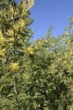 Acacia dealbata. Часть цветущего молодого растения, на заднем плане - заросли молодых растений (самосев). Испания, автономное сообщество Каталония, провинция Жирона, комарка Баш Эмпорда, муниципалитет Калонже, заброшенный сад на краю поля. 23.02.2020.