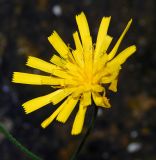 Hieracium vulgatum