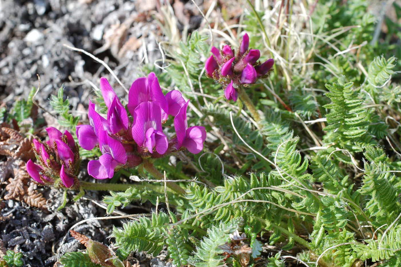 Изображение особи Oxytropis anadyrensis.