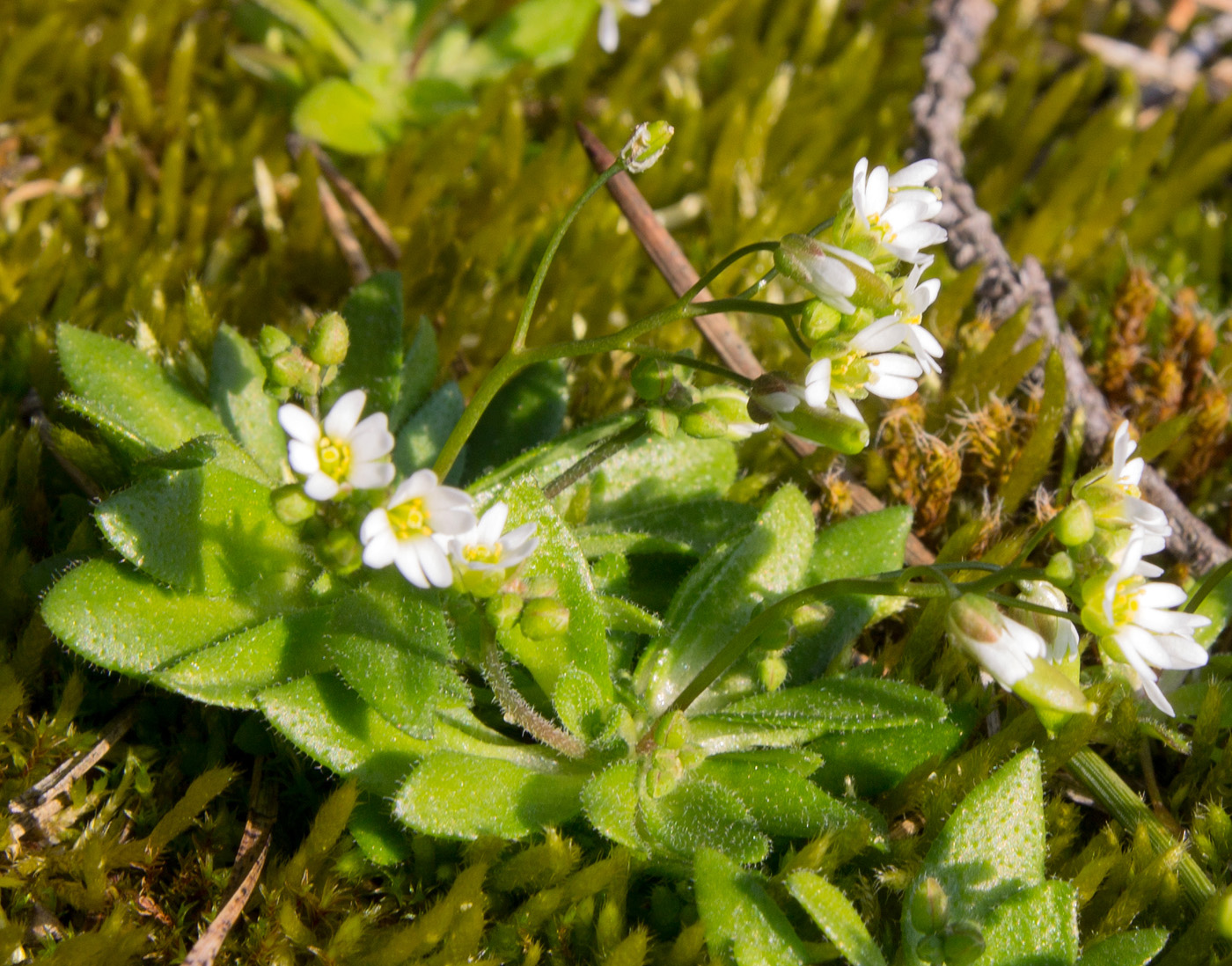 Изображение особи Erophila verna.