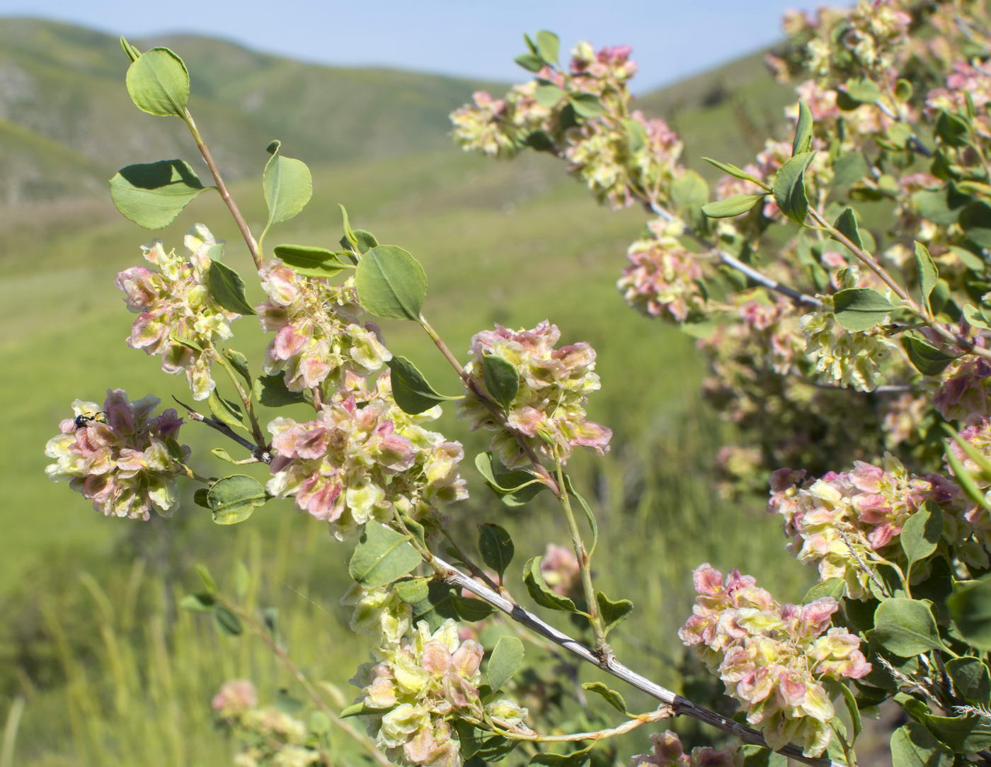 Изображение особи Atraphaxis pyrifolia.