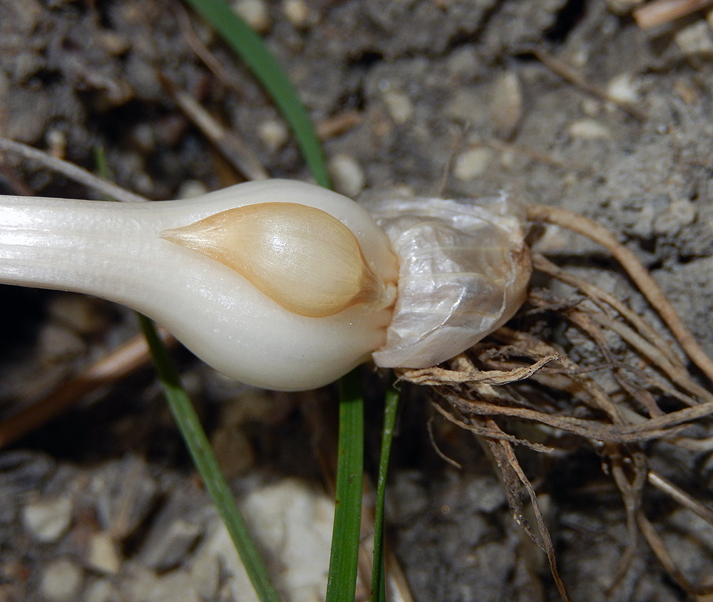 Изображение особи Allium pallens ssp. coppoleri.