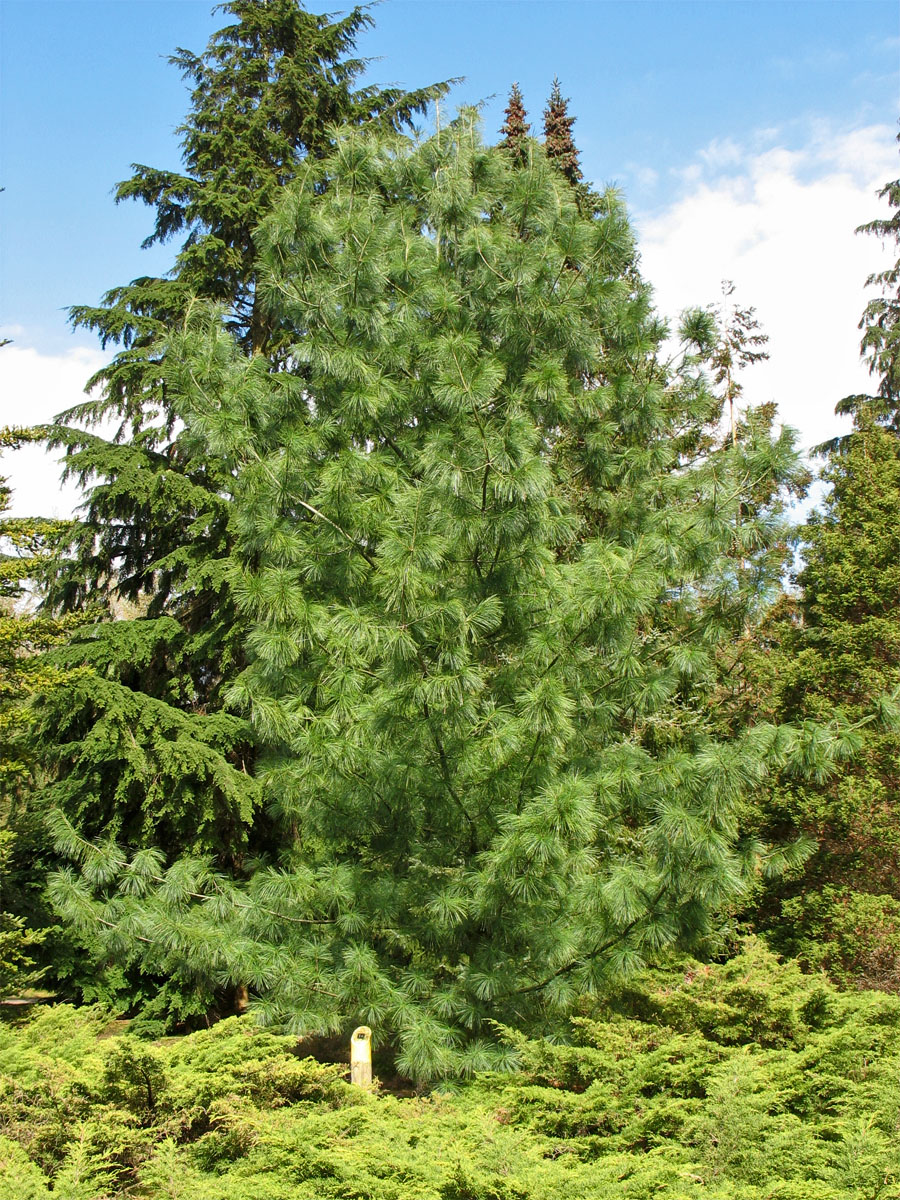 Изображение особи Pinus × schwerinii.