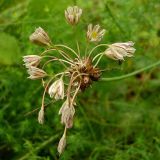 Allium oleraceum. Соцветие с цветками и бульбочками. Чувашия, окр. г. Шумерля, Кумашкинский заказник, Соколова поляна. 7 августа 2008 г.