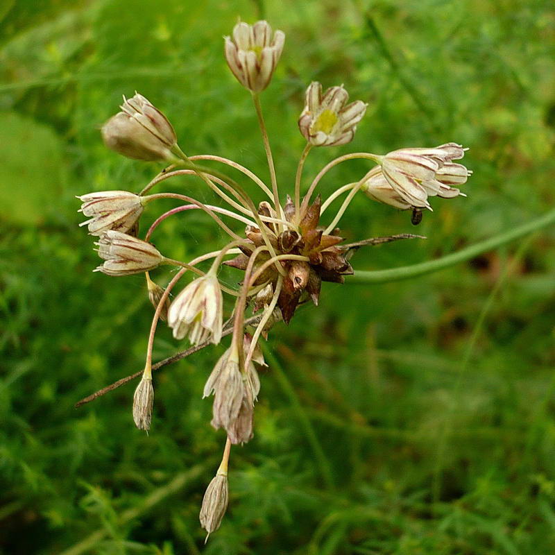 Image of Allium oleraceum specimen.