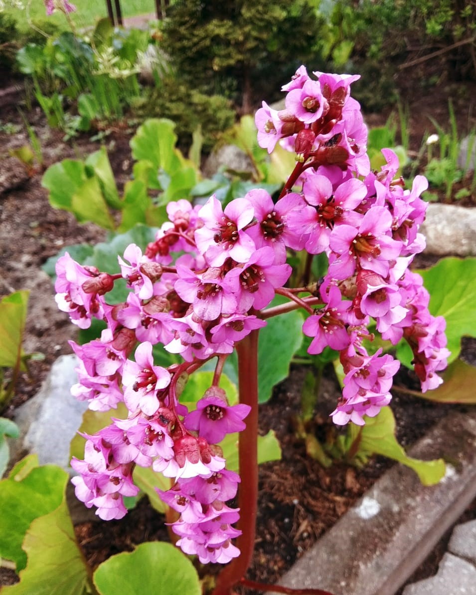 Image of Bergenia crassifolia specimen.