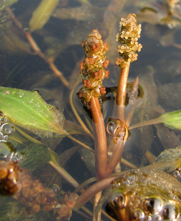 Image of Potamogeton &times; zizii specimen.