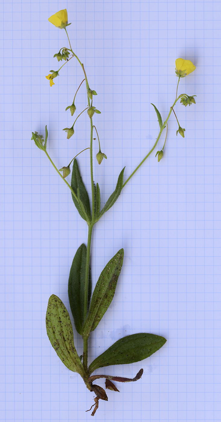 Image of Tuberaria guttata specimen.