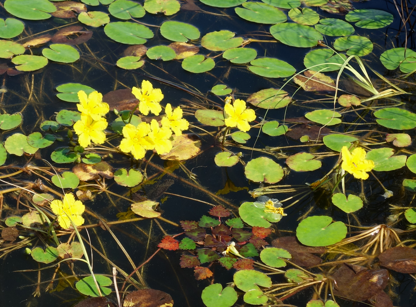 Image of Nymphoides peltata specimen.