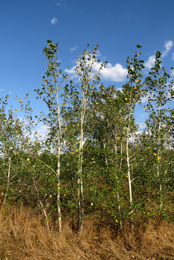 Изображение особи Populus tremula.