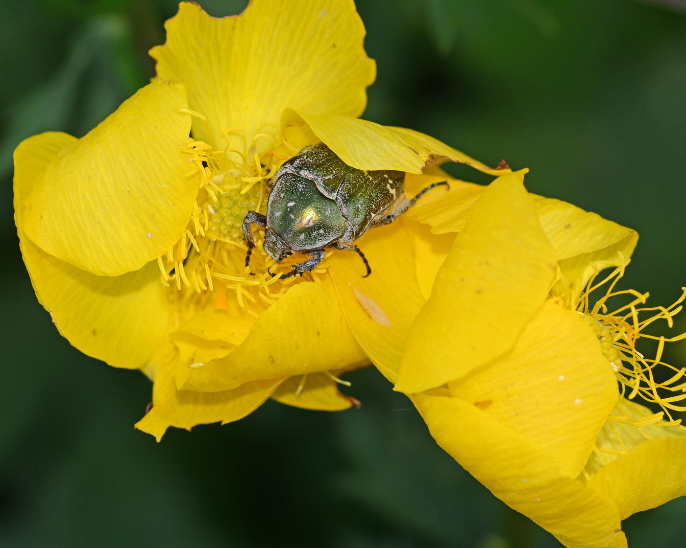 Image of Trollius europaeus specimen.