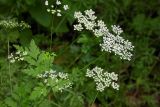 Chaerophyllum temulum