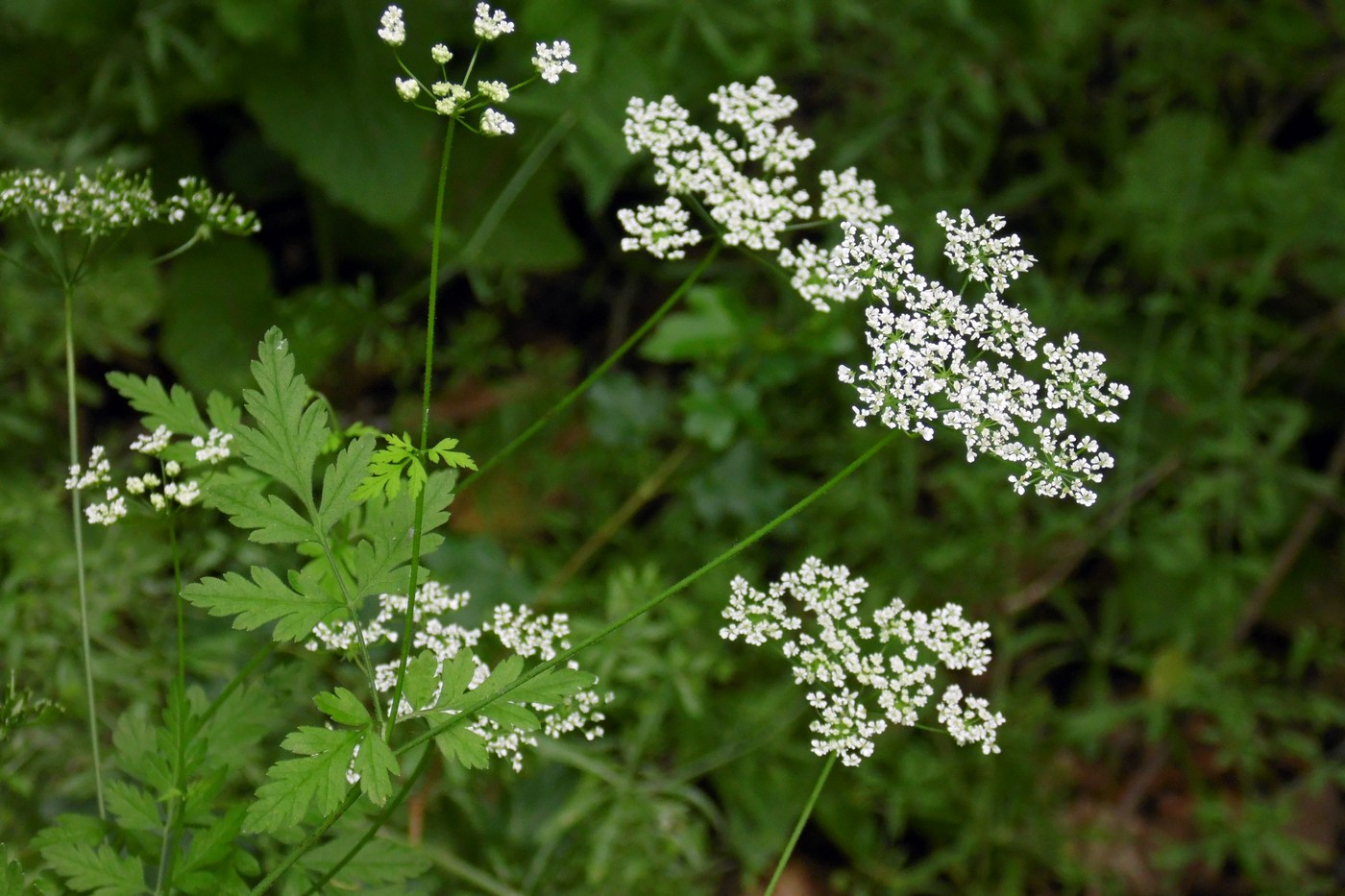 Изображение особи Chaerophyllum temulum.