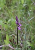 Dactylorhiza fuchsii