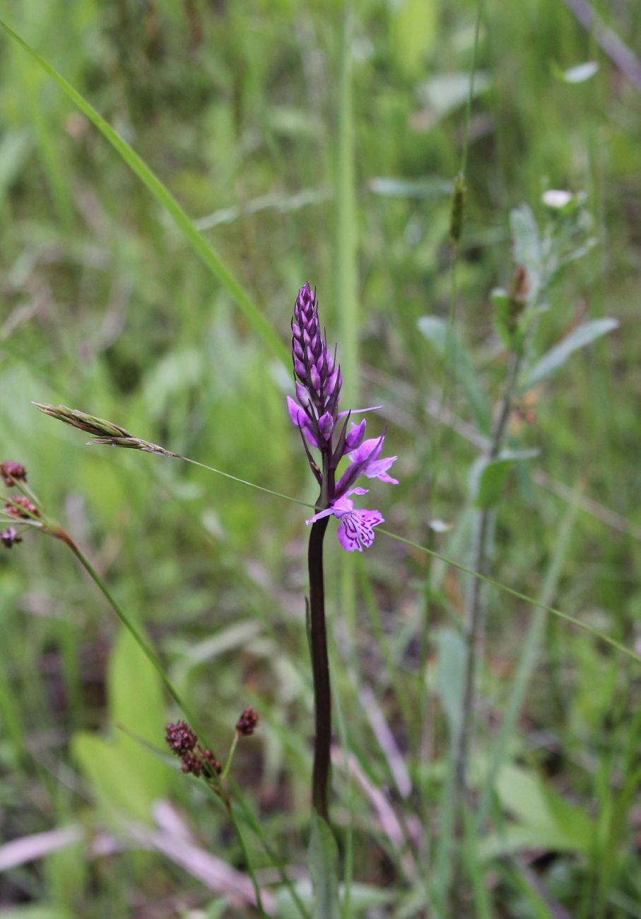 Image of Dactylorhiza fuchsii specimen.