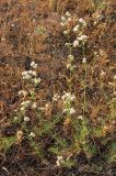 Galium biebersteinii