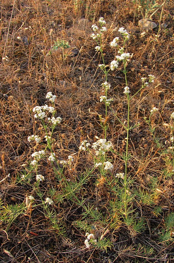 Изображение особи Galium biebersteinii.