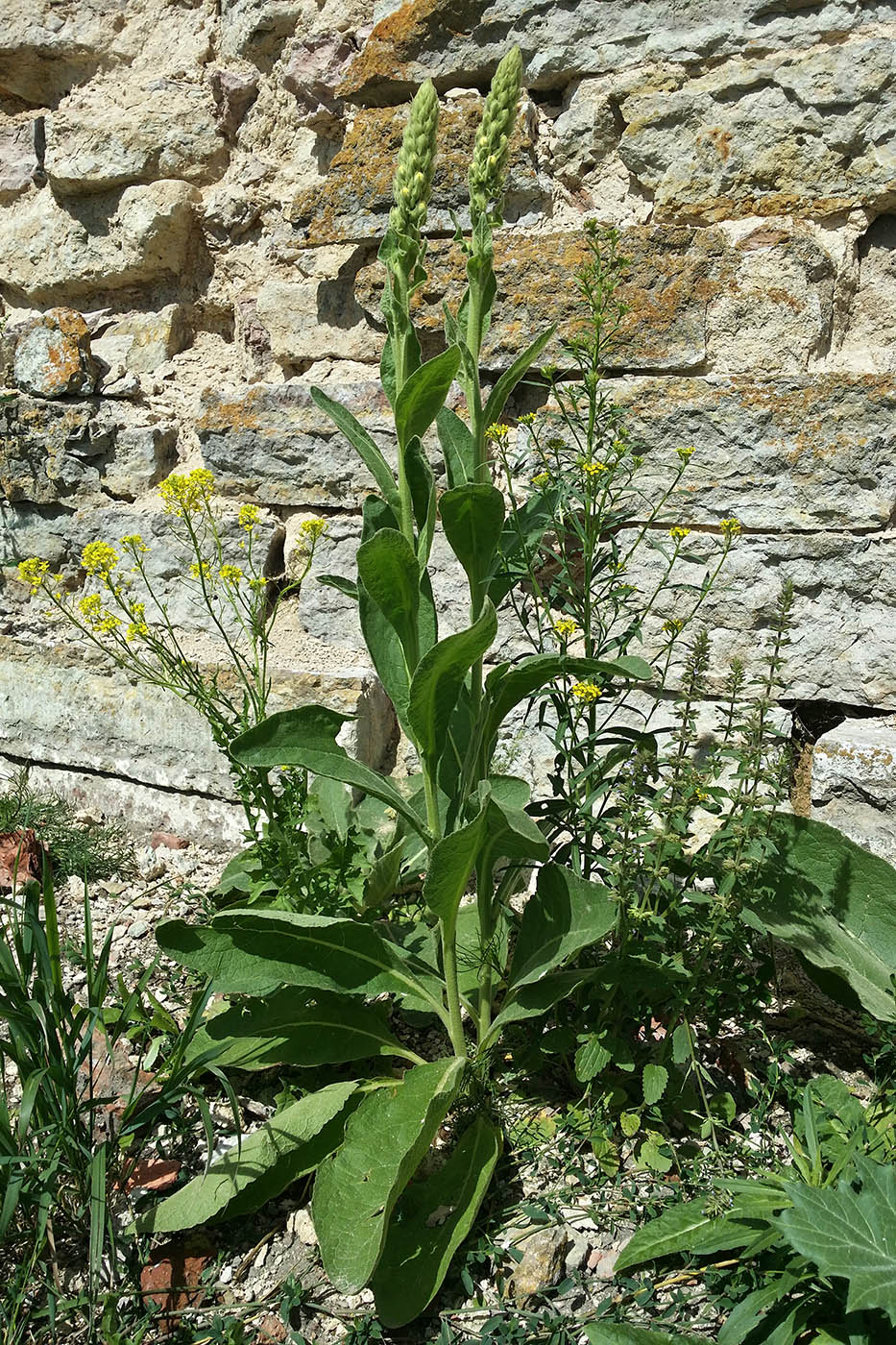 Изображение особи род Verbascum.