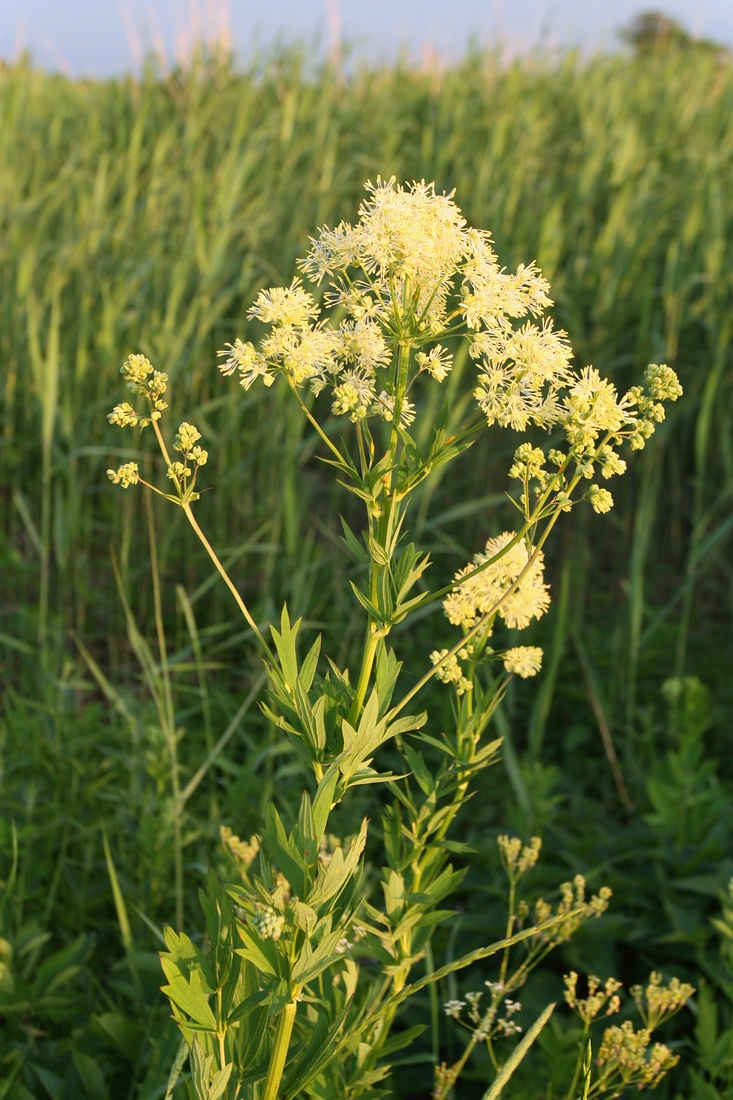 Image of Thalictrum flavum specimen.