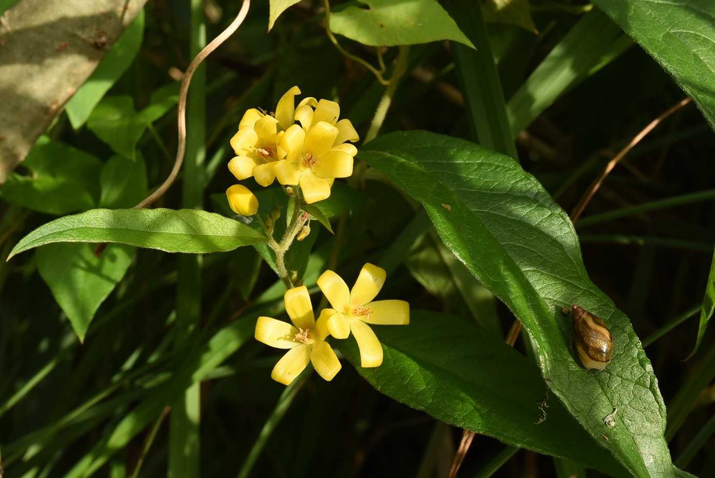 Изображение особи Lysimachia vulgaris.