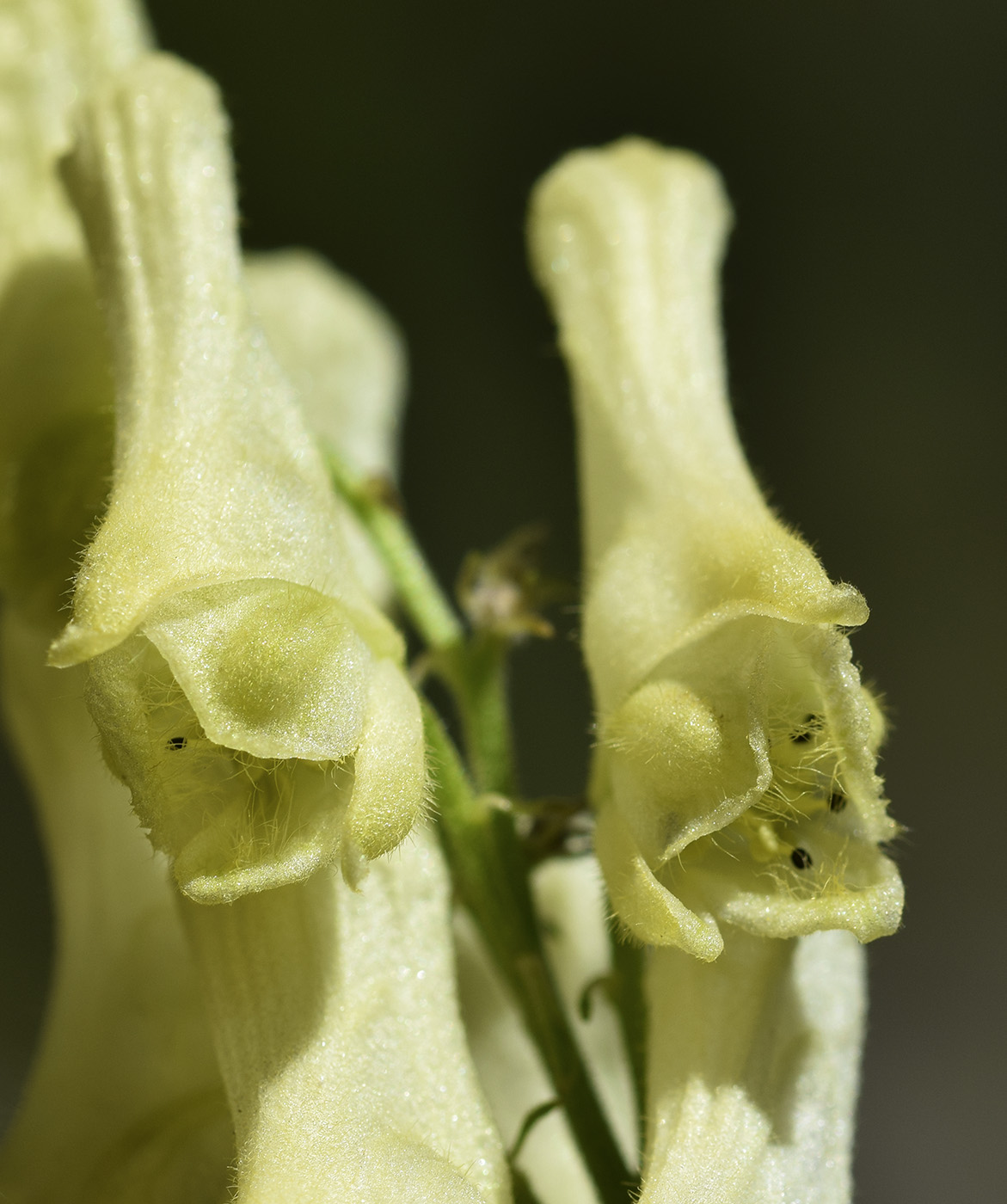 Image of Aconitum lamarckii specimen.