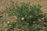 Peganum harmala