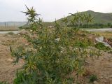Xanthium spinosum. Вегетирующее растение на куче строительного мусора. Таджикистан, р-н Рудаки, пос. Чимтеппа, дол. р. Кафирниган. 02.06.2018.