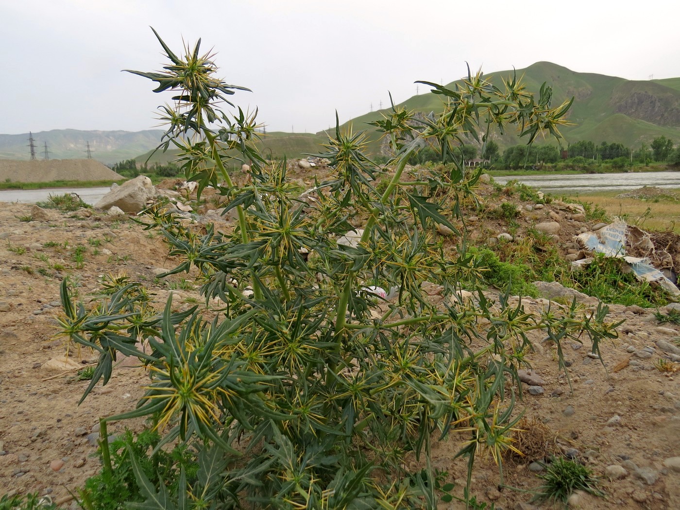 Image of Xanthium spinosum specimen.