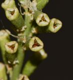 Reseda muricata