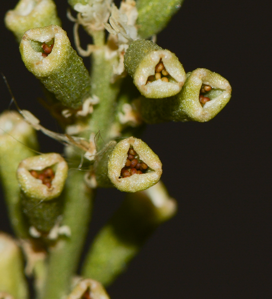 Image of Reseda muricata specimen.
