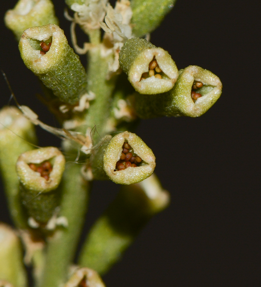 Image of Reseda muricata specimen.