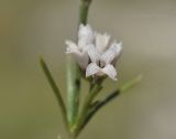 Asperula cretacea