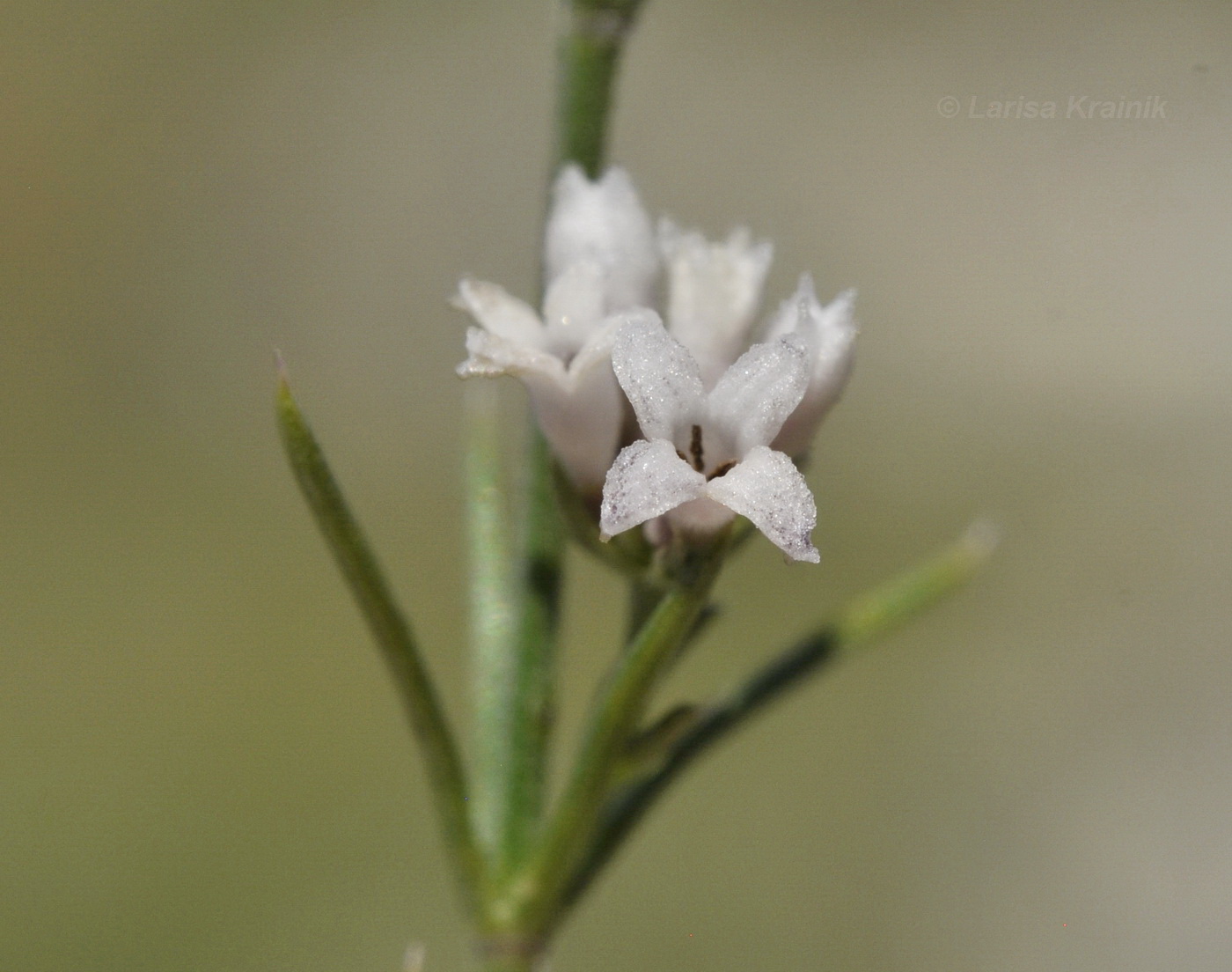 Image of Asperula cretacea specimen.