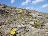 Eranthis longistipitata. Цветущие растения на каменистом водораздельном гребне. Узбекистан, хребет Нуратау, Нуратинский заповедник, урочище Хаятсай, около 1500 м н.у.м. 26.03.2012.