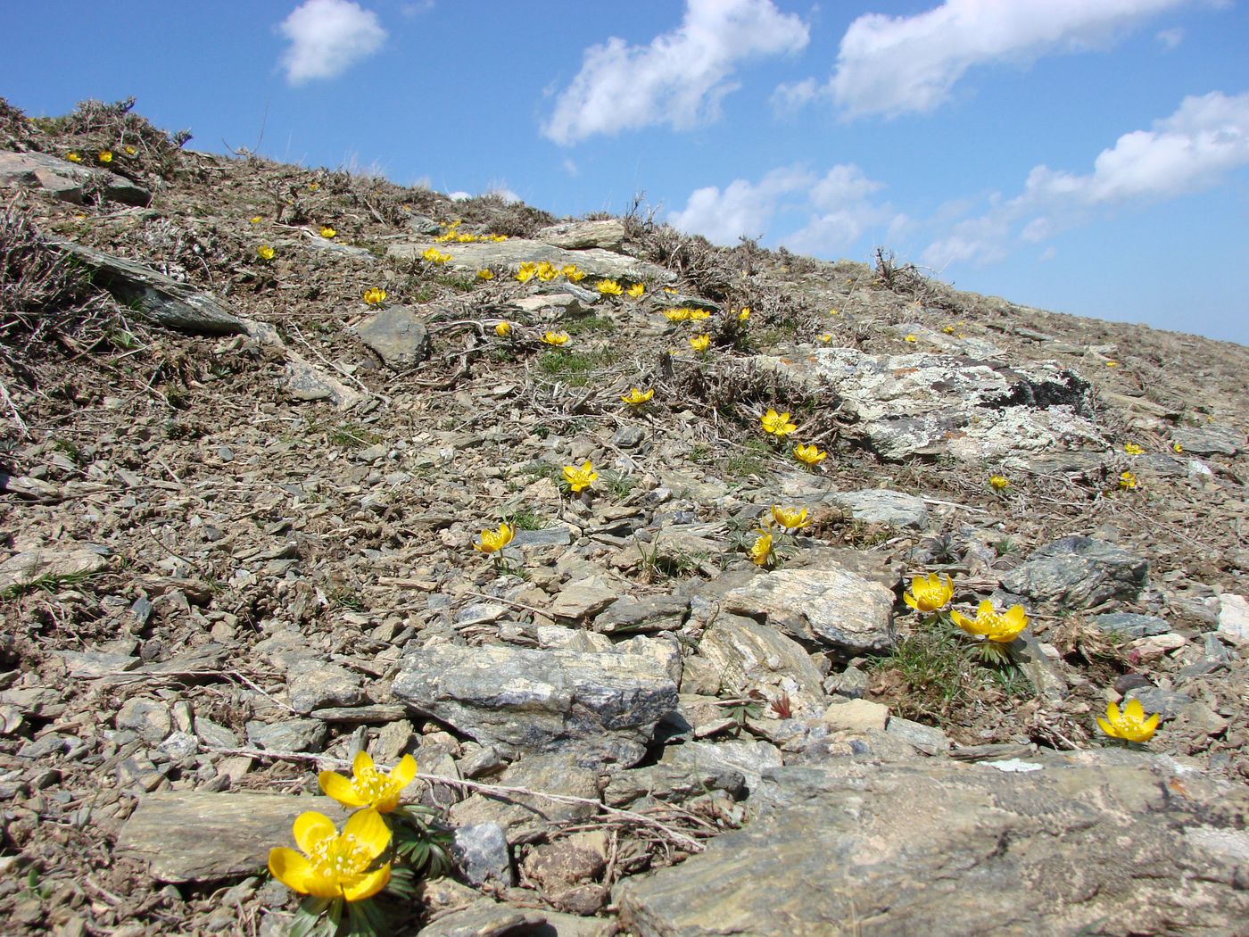 Image of Eranthis longistipitata specimen.