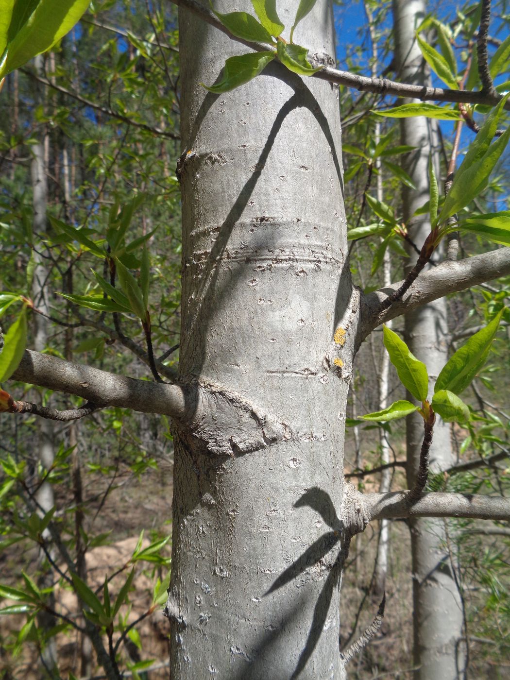 Image of Populus longifolia specimen.