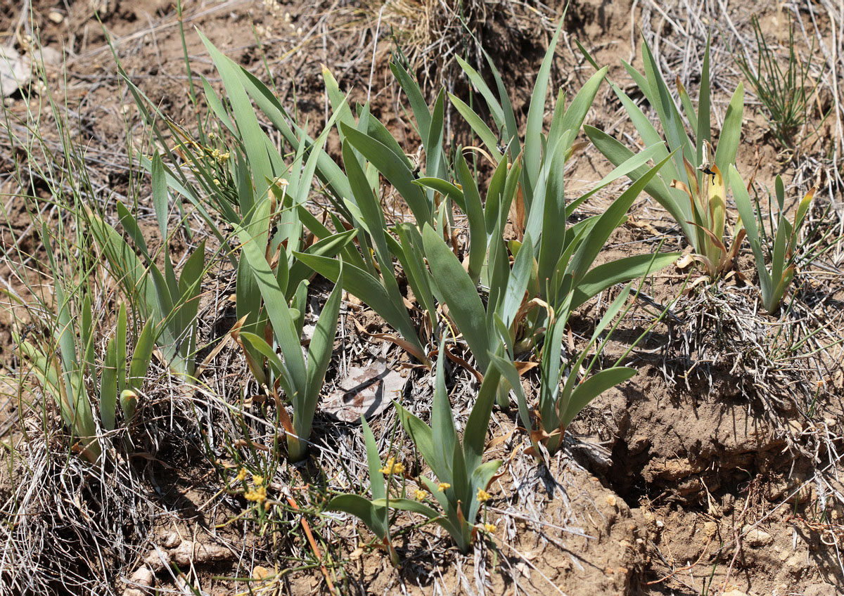 Image of Iris pumila specimen.