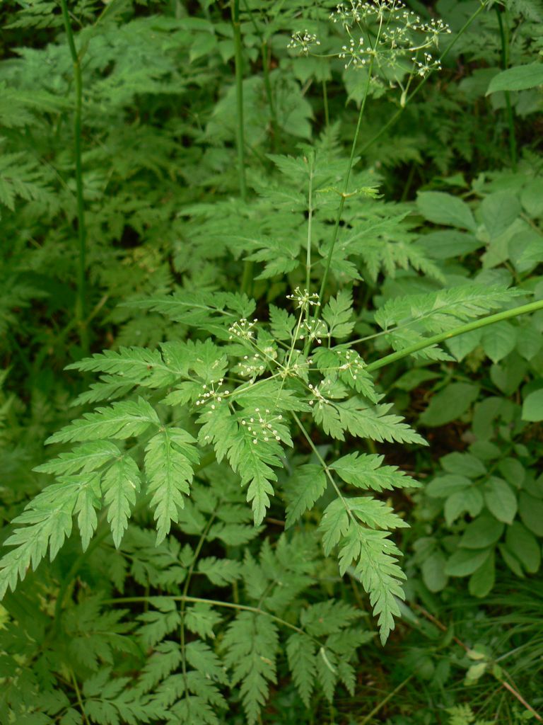 Image of Anthriscus sylvestris specimen.