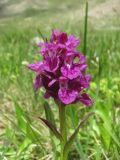 Dactylorhiza euxina