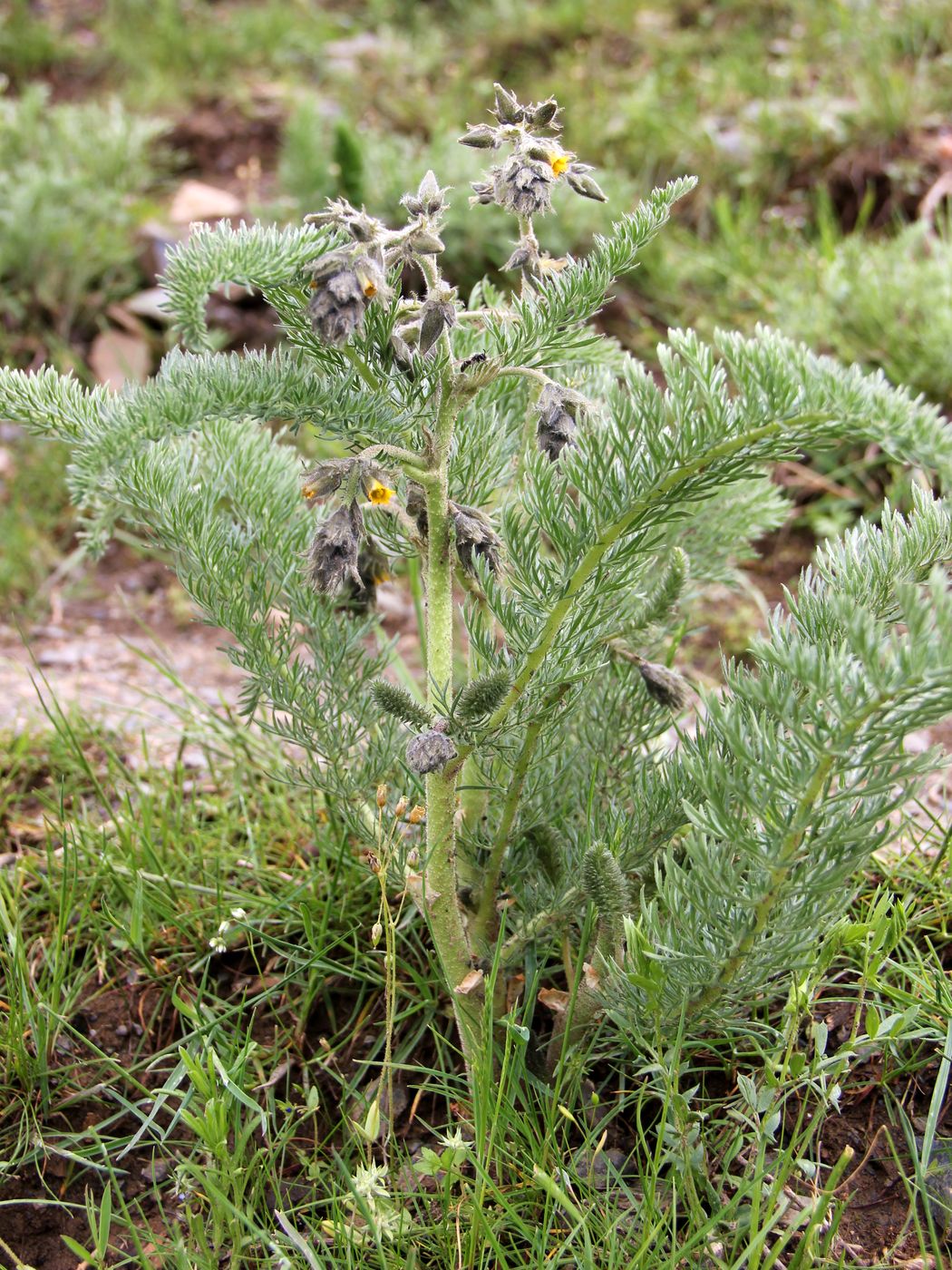 Image of Biebersteinia multifida specimen.