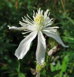 Clematis hexapetala