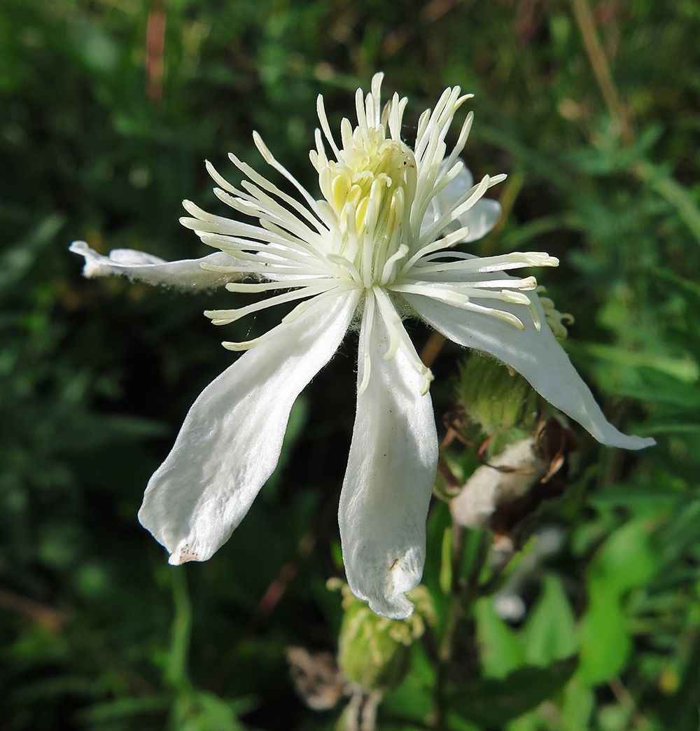 Image of Clematis hexapetala specimen.