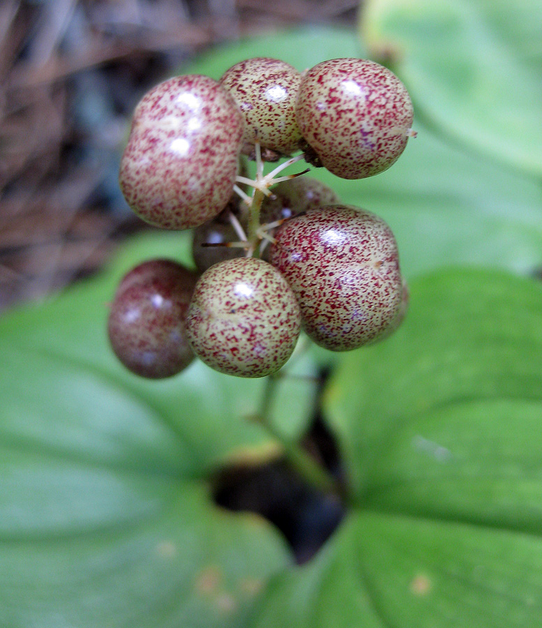 Изображение особи Maianthemum bifolium.