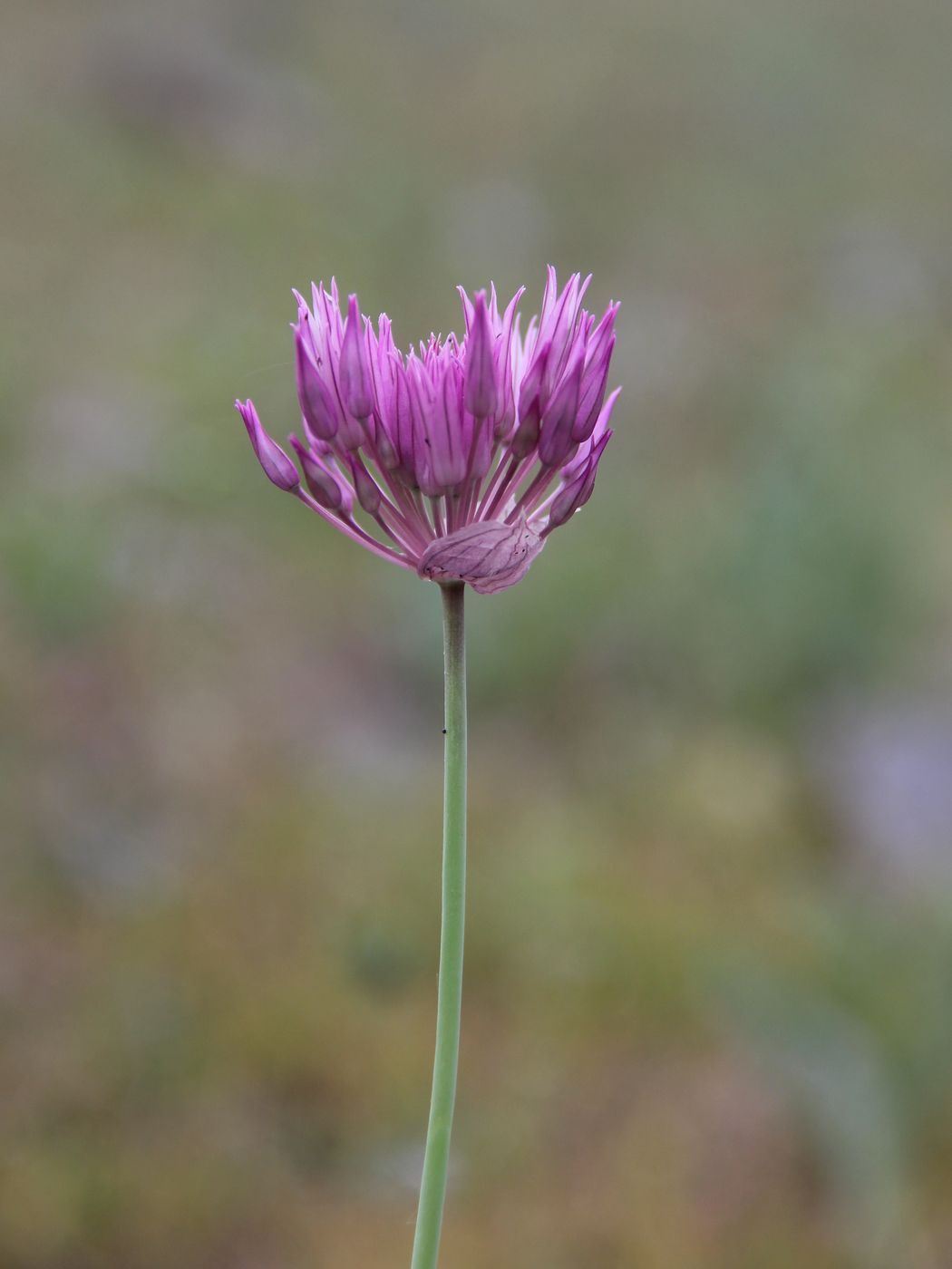 Изображение особи Allium xiphopetalum.